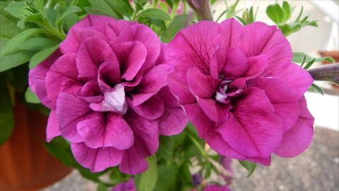 Photos von Blumenvarianten benutzt als: Topf, Beet, Terrasse, Ampel Petunia Happy® Double Purple