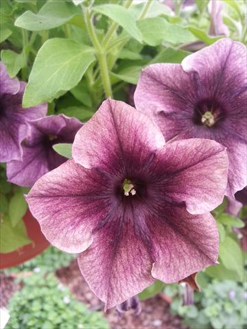 Photos von Blumenvarianten benutzt als: Topf, Beet, Terrasse, Ampel Petunia Happy Magic Dark Caramel Star