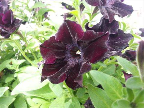 Photos von Blumenvarianten benutzt als: Topf, Beet, Terrasse, Ampel Petunia Happy Magic Black Star