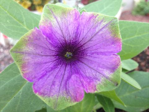 Photos von Blumenvarianten benutzt als: Topf, Beet, Terrasse, Ampel Petunia Happy Magic Blue with Green Edge