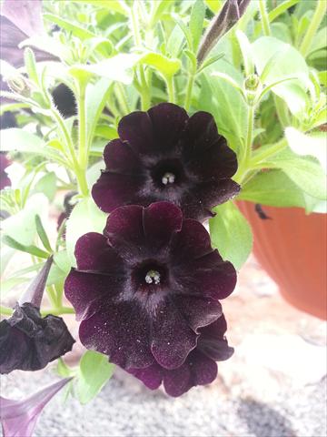 Photos von Blumenvarianten benutzt als: Topf, Beet, Terrasse, Ampel Petunia Happy Magic Charocal Black