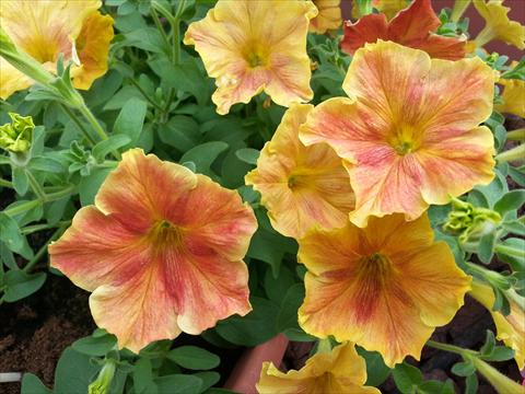 Photos von Blumenvarianten benutzt als: Topf, Beet, Terrasse, Ampel Petunia Happy Magic Giant Dijon