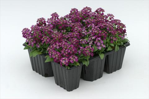 Photos von Blumenvarianten benutzt als: Beet- / Rabattenpflanze Alyssum maritimum Golf Violet