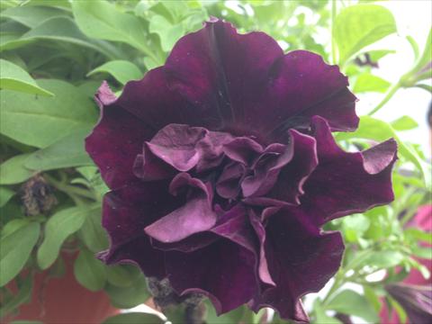 Photos von Blumenvarianten benutzt als: Topf, Beet, Terrasse, Ampel Petunia Happy Magic Double Dark Velvet