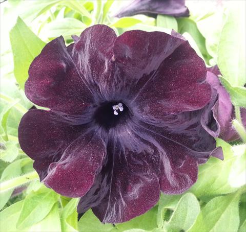 Photos von Blumenvarianten benutzt als: Topf, Beet, Terrasse, Ampel Petunia Happy Magic Giant Black Bordeaux