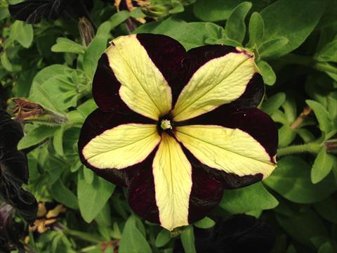 Photos von Blumenvarianten benutzt als: Topf, Beet, Terrasse, Ampel Petunia Happy Magic Giant Velvet