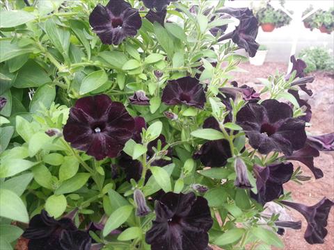 Photos von Blumenvarianten benutzt als: Topf, Beet, Terrasse, Ampel Petunia Happy Magic Mini Black