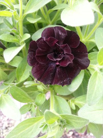 Photos von Blumenvarianten benutzt als: Topf, Beet, Terrasse, Ampel Petunia Happy Magic Mini Double Black