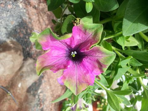 Photos von Blumenvarianten benutzt als: Topf, Beet, Terrasse, Ampel Petunia Happy Magic Purple with Green Edge