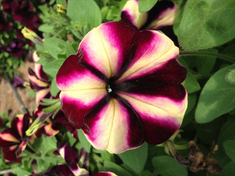Photos von Blumenvarianten benutzt als: Topf, Beet, Terrasse, Ampel Petunia Happy Magic Vanilla Raspberry Star