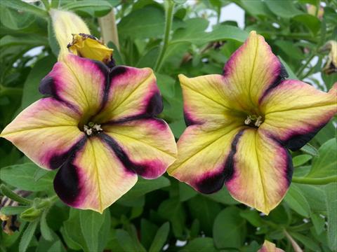 Photos von Blumenvarianten benutzt als: Topf, Beet, Terrasse, Ampel Petunia Happy Magic Yellow Raspberry Star