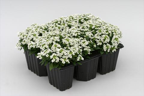 Photos von Blumenvarianten benutzt als: Beet- / Rabattenpflanze Alyssum maritimum Golf White