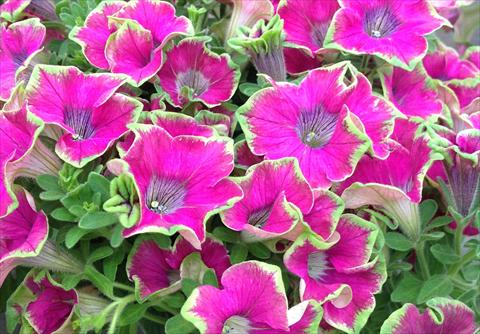 Photos von Blumenvarianten benutzt als: Topf, Beet, Terrasse, Ampel Petunia Kermit Purple