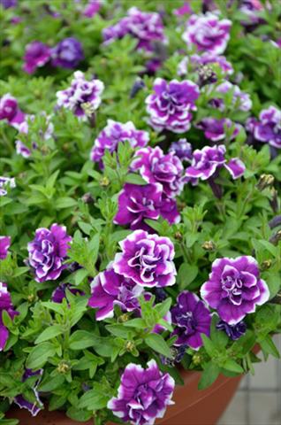 Photos von Blumenvarianten benutzt als: Topf, Beet, Terrasse, Ampel Petunia Mini Me Double Purple Picotee