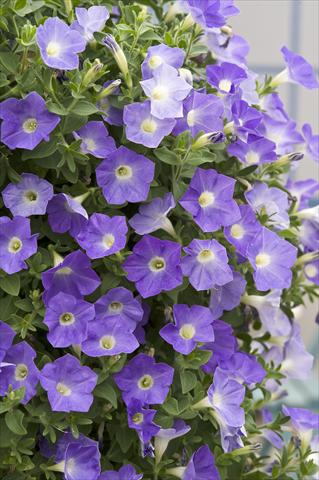 Photos von Blumenvarianten benutzt als: Topf, Beet, Terrasse, Ampel Petunia Surfinia® Azure
