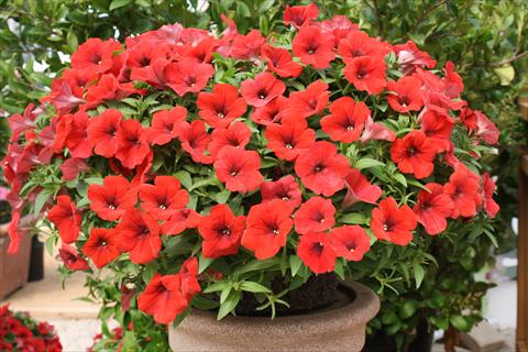 Photos von Blumenvarianten benutzt als: Topf, Beet, Terrasse, Ampel Petunia Surfinia® Baby Deep Red