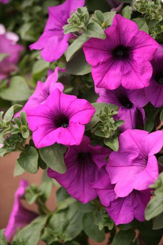 Photos von Blumenvarianten benutzt als: Topf, Beet, Terrasse, Ampel Petunia Surfinia® Blue Topaz