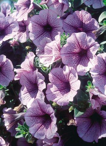 Photos von Blumenvarianten benutzt als: Topf, Beet, Terrasse, Ampel Petunia Surfinia® Blue Veined