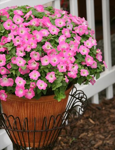 Photos von Blumenvarianten benutzt als: Topf, Beet, Terrasse, Ampel Petunia Surfinia® Bouquet Pink Morn