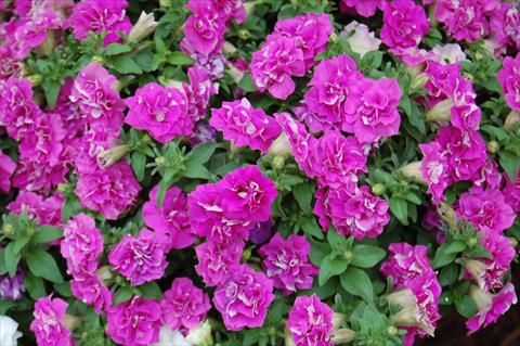 Photos von Blumenvarianten benutzt als: Topf, Beet, Terrasse, Ampel Petunia Surfinia® Double Purple