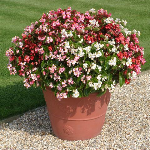 Photos von Blumenvarianten benutzt als: Beet- / Rabattenpflanze Begonia semperflorens Stara miscuglio