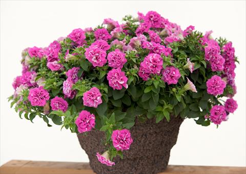 Photos von Blumenvarianten benutzt als: Topf, Beet, Terrasse, Ampel Petunia Surfinia® Double Rose