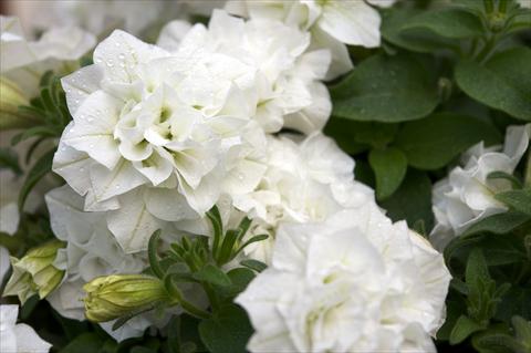 Photos von Blumenvarianten benutzt als: Topf, Beet, Terrasse, Ampel Petunia pendula Surfinia® Double White