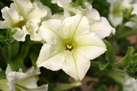 Photos von Blumenvarianten benutzt als: Topf, Beet, Terrasse, Ampel Petunia Surfinia® Lime
