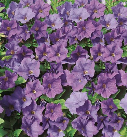 Photos von Blumenvarianten benutzt als: Topf, Beet, Terrasse, Ampel Petunia Surfinia® Patio Blue