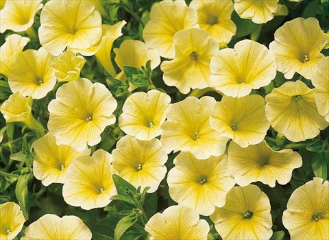 Photos von Blumenvarianten benutzt als: Topf, Beet, Terrasse, Ampel Petunia Surfinia® Victorian Yellow