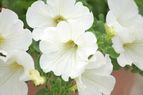 Photos von Blumenvarianten benutzt als: Topf, Beet, Terrasse, Ampel Petunia Surfinia® White Imp