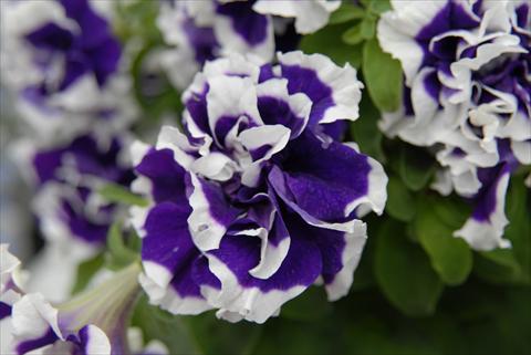 Photos von Blumenvarianten benutzt als: Topf, Beet, Terrasse, Ampel Petunia Sylvana Double King
