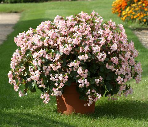 Photos von Blumenvarianten benutzt als: Beet- / Rabattenpflanze Begonia semperflorens Stara Pink