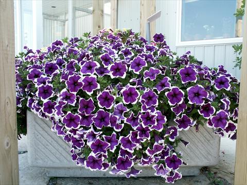 Photos von Blumenvarianten benutzt als: Topf, Beet, Terrasse, Ampel Petunia Sylvana King