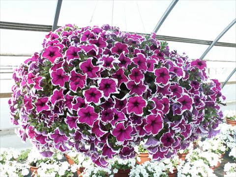 Photos von Blumenvarianten benutzt als: Topf, Beet, Terrasse, Ampel Petunia Sylvana Queen