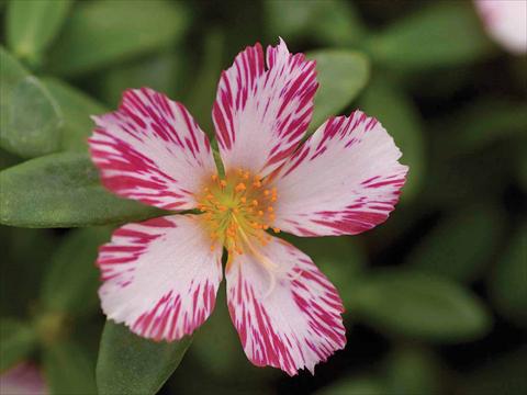 Photos von Blumenvarianten benutzt als:  Portulaca oleracea Duet Candy Stripe