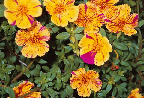Photos von Blumenvarianten benutzt als:  Portulaca oleracea Duet Golden Sunrise