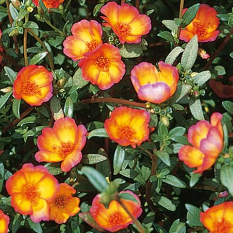 Photos von Blumenvarianten benutzt als:  Portulaca oleracea Duet Red on Yellow
