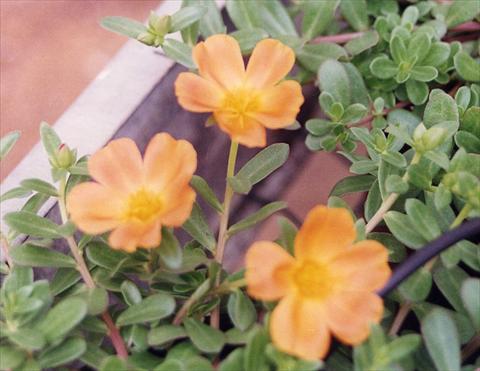 Photos von Blumenvarianten benutzt als: Beet, Terrasse, Ampel Portulaca Apricot
