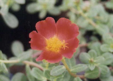 Photos von Blumenvarianten benutzt als: Beet, Terrasse, Ampel Portulaca Grand Cherise Red