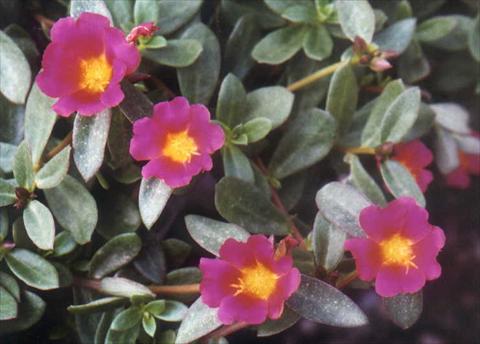 Photos von Blumenvarianten benutzt als: Beet, Terrasse, Ampel Portulaca Grand Lilac