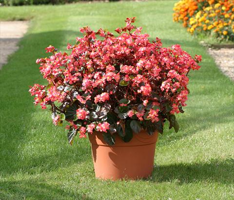 Photos von Blumenvarianten benutzt als: Beet- / Rabattenpflanze Begonia semperflorens Stara Red