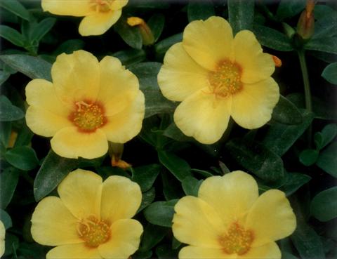 Photos von Blumenvarianten benutzt als: Beet, Terrasse, Ampel Portulaca Yellow