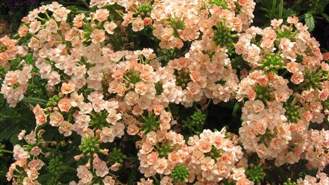 Photos von Blumenvarianten benutzt als: Topf, Terrasse, Ampel. Verbena Corsage Peach