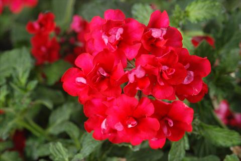 Photos von Blumenvarianten benutzt als: Topf, Terrasse, Ampel. Verbena Corsage Red