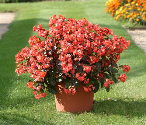 Photos von Blumenvarianten benutzt als: Beet- / Rabattenpflanze Begonia semperflorens Stara Scarlet