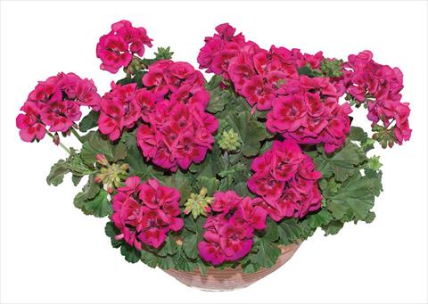 Photos von Blumenvarianten benutzt als: Topf, Beet, Terrasse Pelargonium zonale OpenEyes Purple Wink