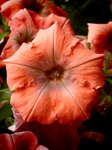 Photos von Blumenvarianten benutzt als: Topf, Beet, Terrasse, Ampel Petunia Happy® Copper