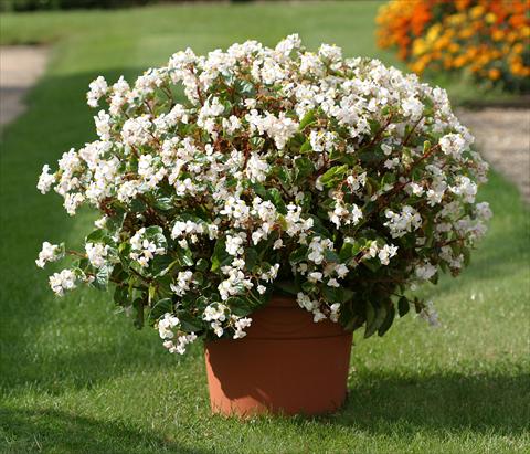 Photos von Blumenvarianten benutzt als: Beet- / Rabattenpflanze Begonia semperflorens Stara White