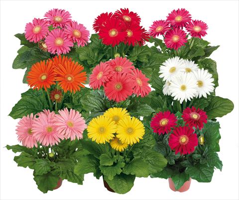 Photos von Blumenvarianten benutzt als: Topf Gerbera jamesonii Flori Line® Maxi Mix